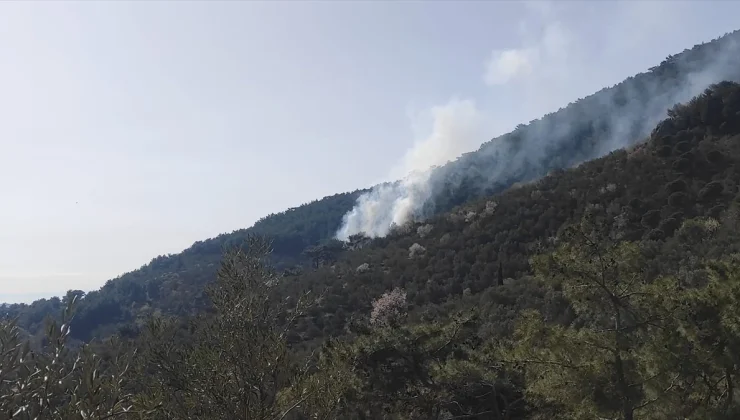 Edremit’teki zeytin bahçesinde çıkan yangın söndürüldü