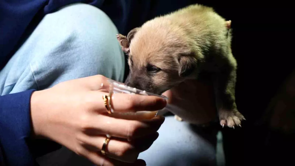 Hayvansever Aileden Yavru Köpeklere Şefkat