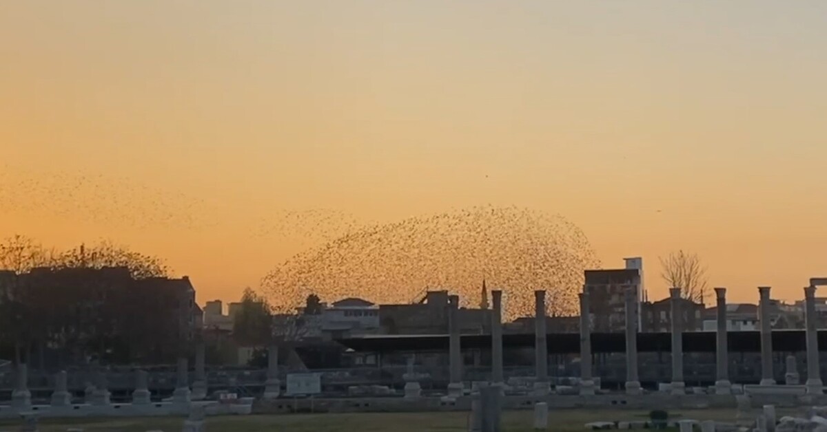 Sığırcıkların dansı mest etti